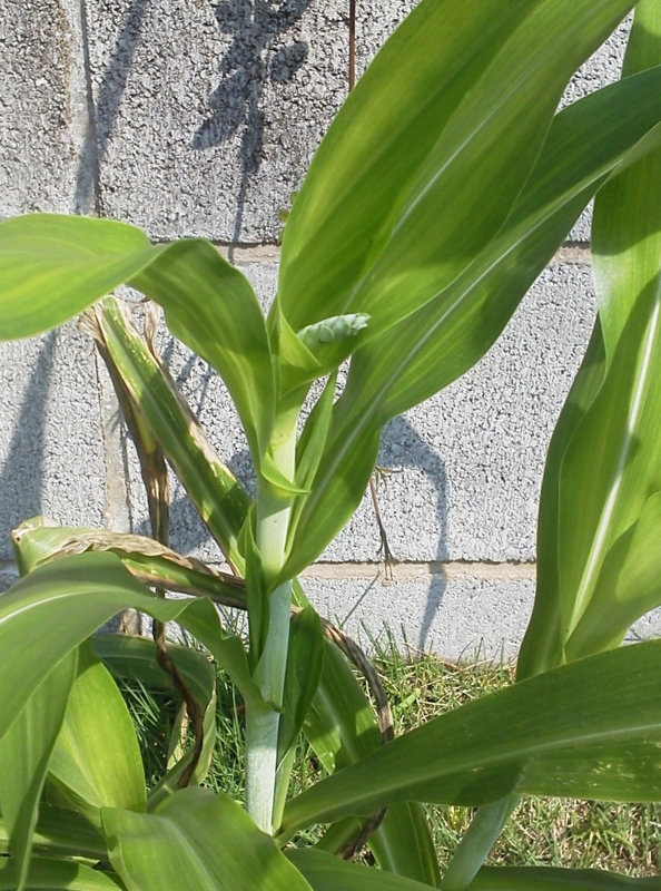 f:id:zawayo:20150711085708j:image:w180:right f:id:zawayo:20150711085708j:image:w180:right