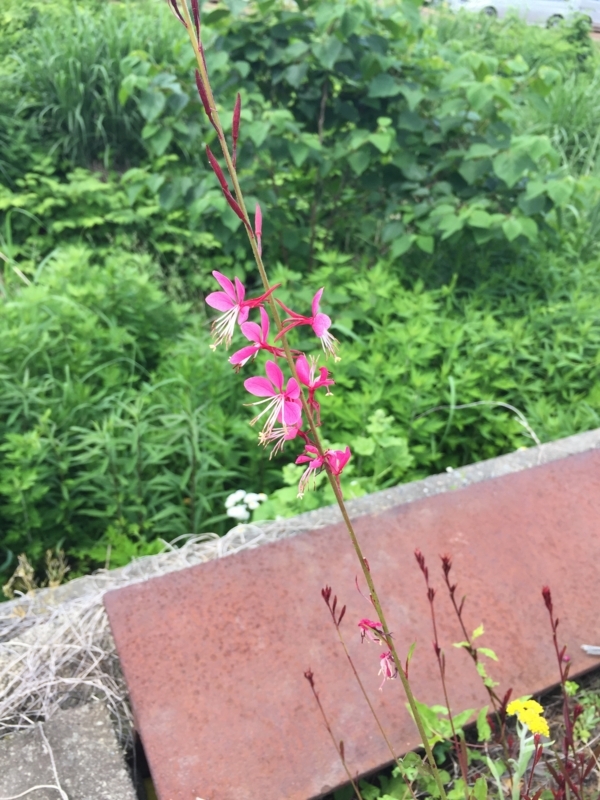 f:id:zbrr:20170601141554j:plain f:id:zbrr:20170601141554j:plain