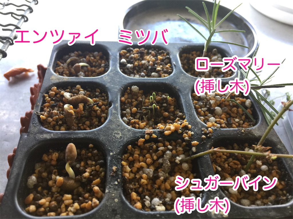 ミモザ苗剪定他 ズボラな園芸