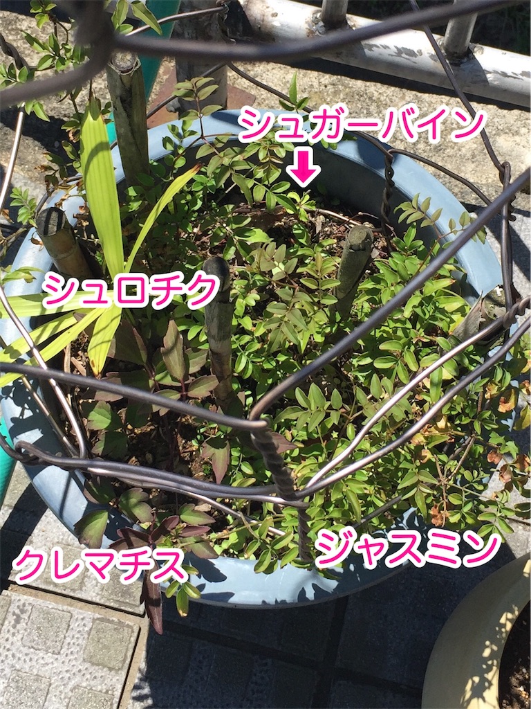 f:id:zbrr:20170609105449j:image f:id:zbrr:20170609105449j:image