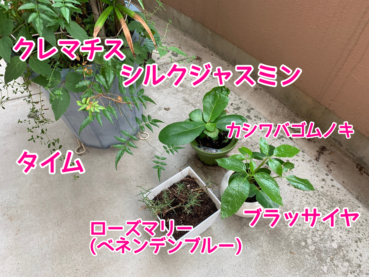 f:id:zbrr:20190715152930j:plain f:id:zbrr:20190715152930j:plain