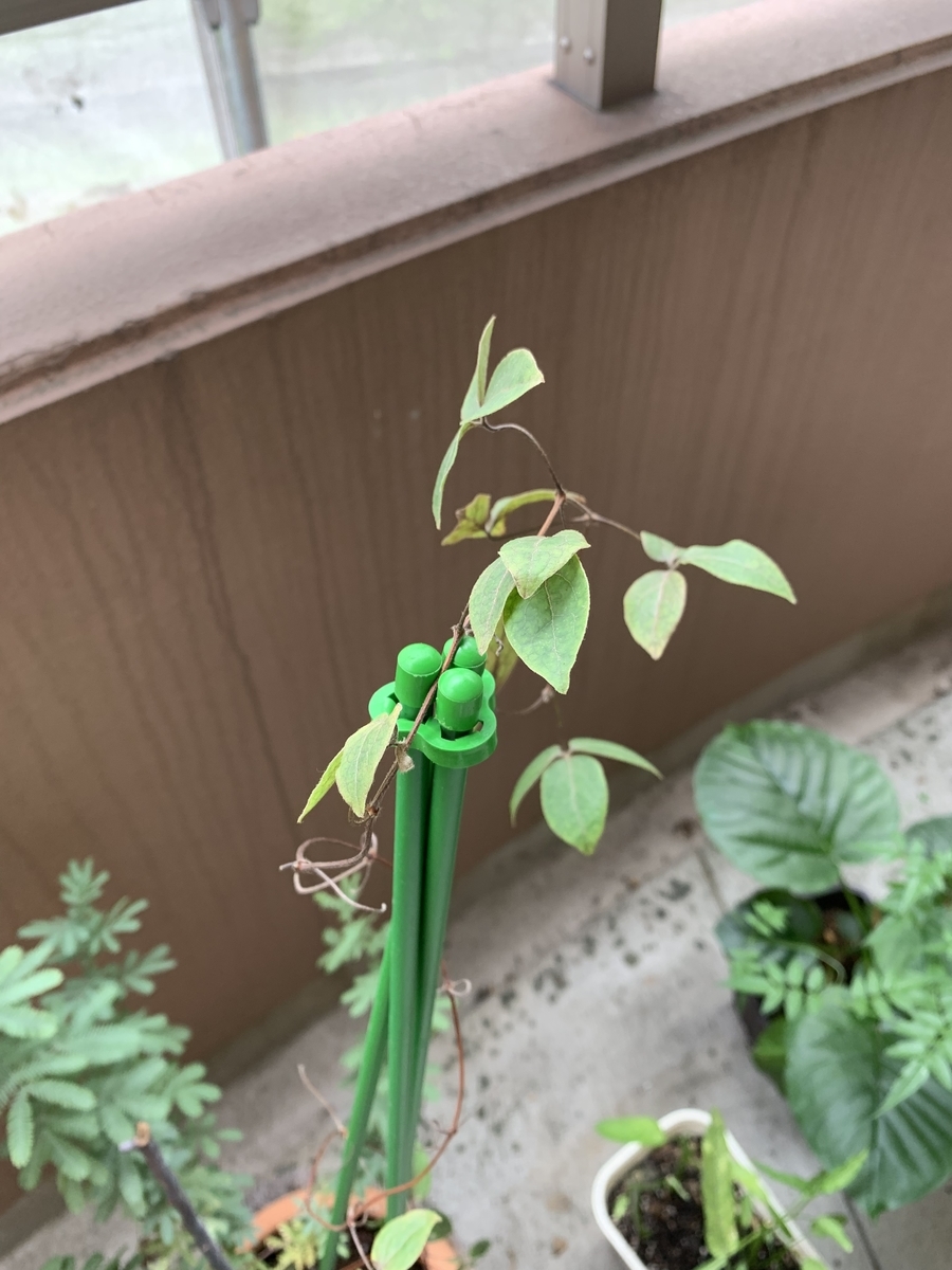f:id:zbrr:20190715155928j:plain f:id:zbrr:20190715155928j:plain