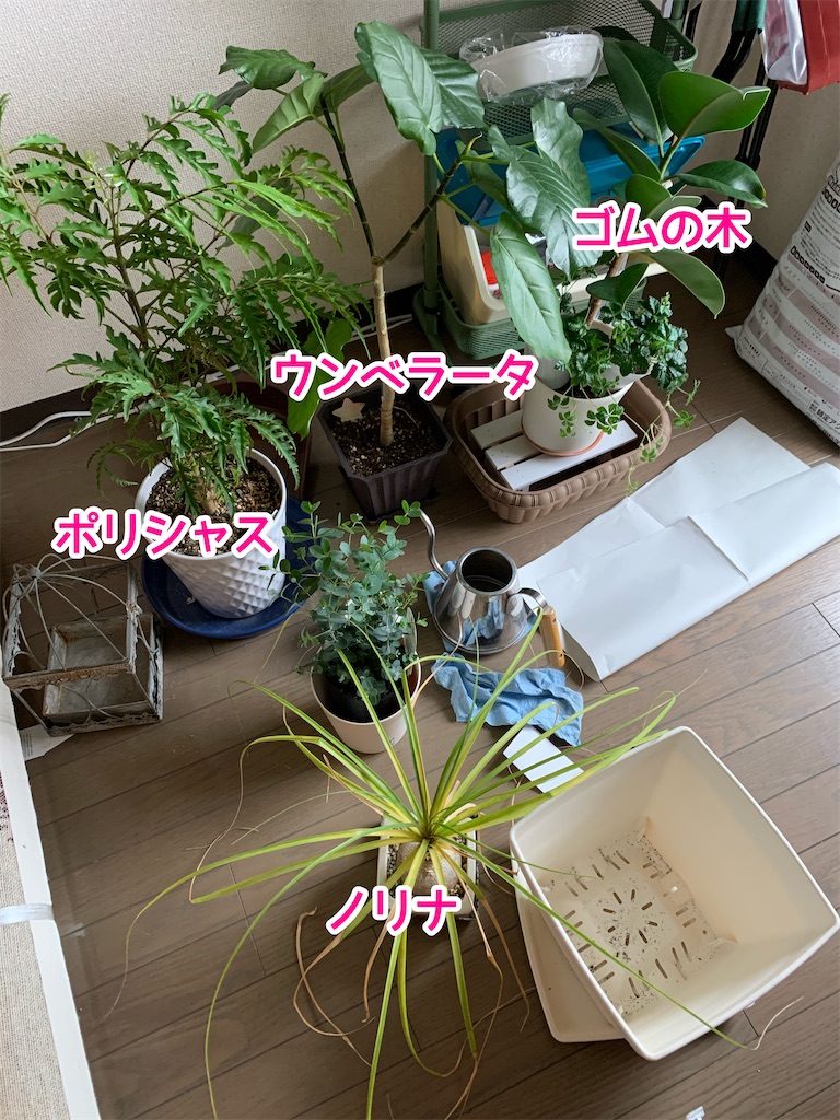 f:id:zbrr:20210328220302j:image f:id:zbrr:20210328220302j:image