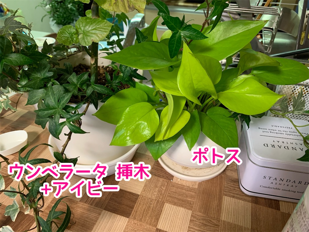 f:id:zbrr:20210328220307j:image f:id:zbrr:20210328220307j:image