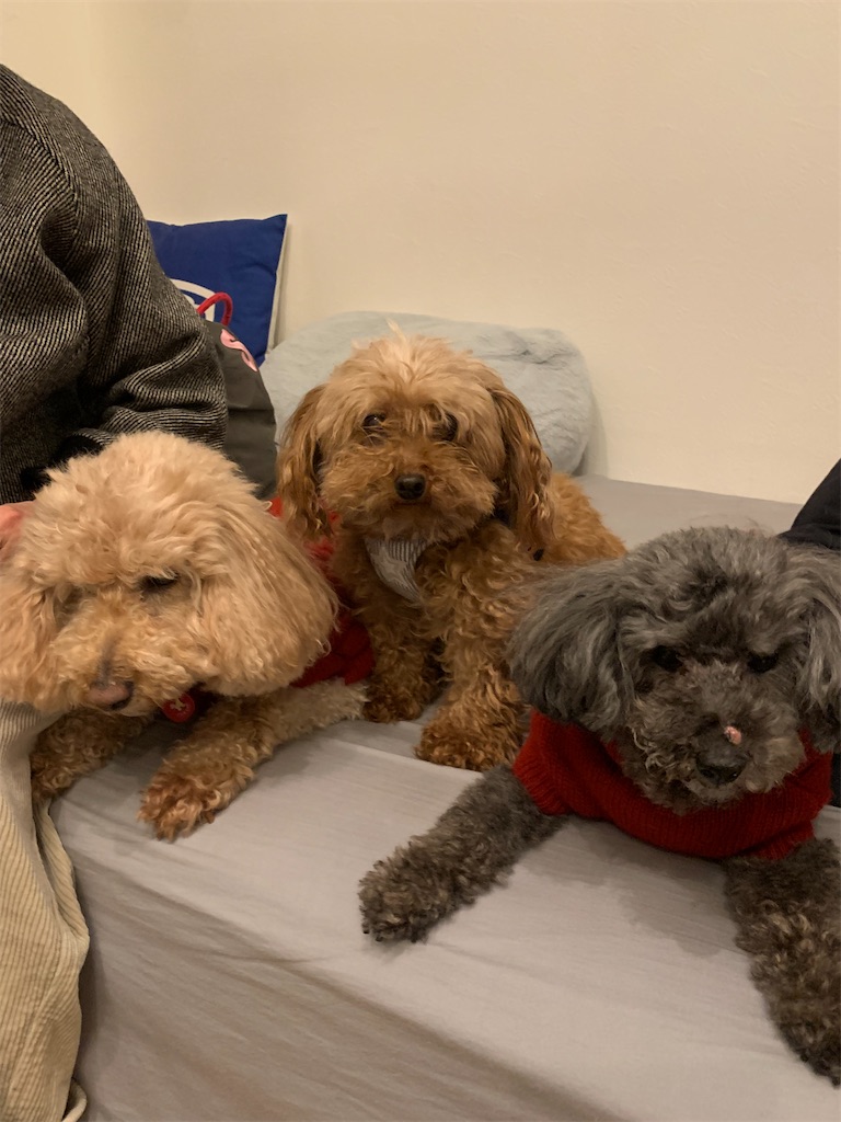 f:id:zdaiha:20230104134425j:image