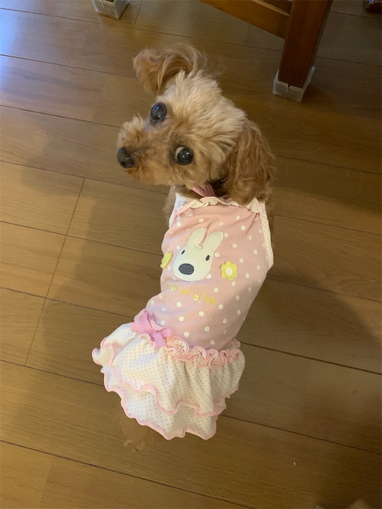 f:id:zdaiha:20230420070022j:image