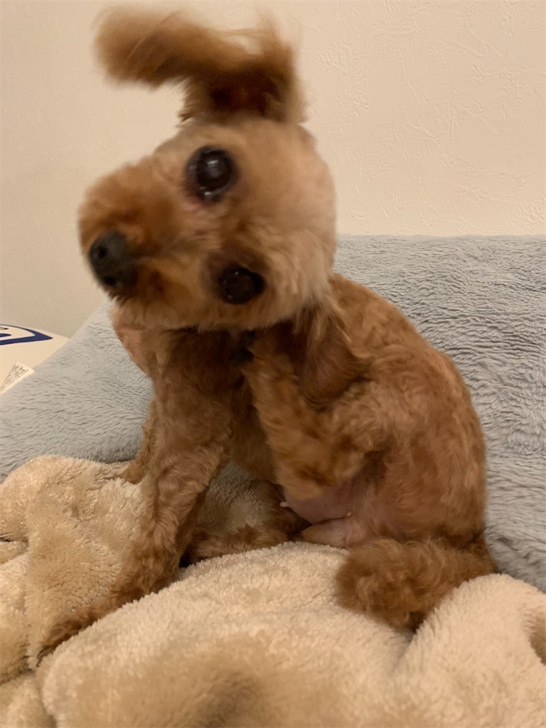 f:id:zdaiha:20230905213317j:image f:id:zdaiha:20230905213317j:image