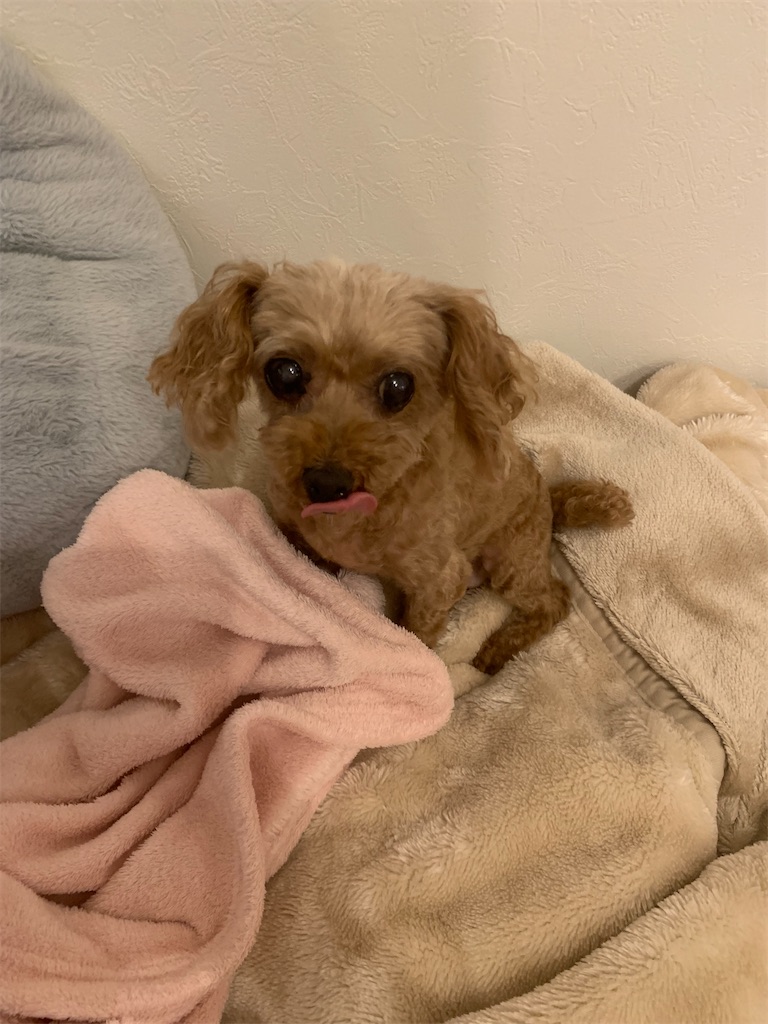 f:id:zdaiha:20230919083621j:image