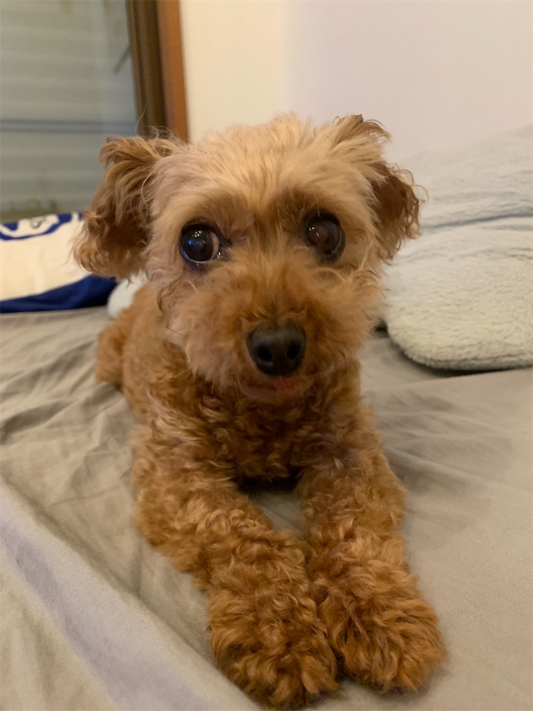 f:id:zdaiha:20241107174400j:image