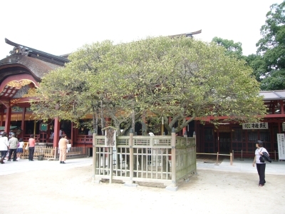 f:id:zebra6:20071013123124j:image