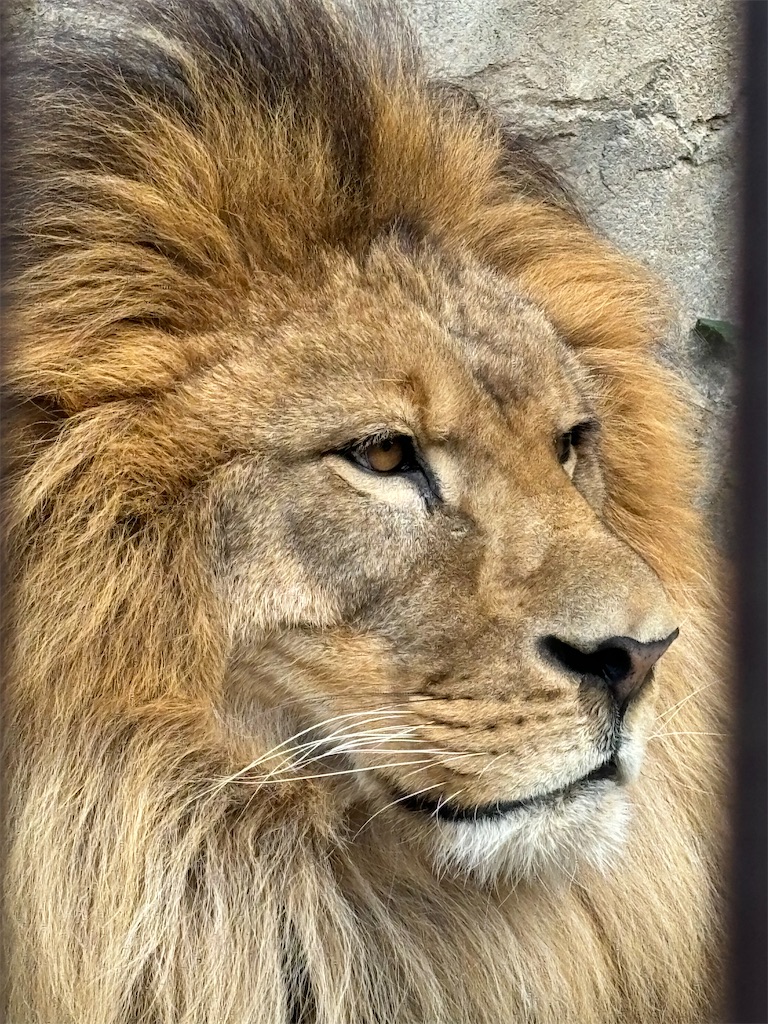 f:id:zebra_zebra:20241228221739j:image f:id:zebra_zebra:20241228221739j:image