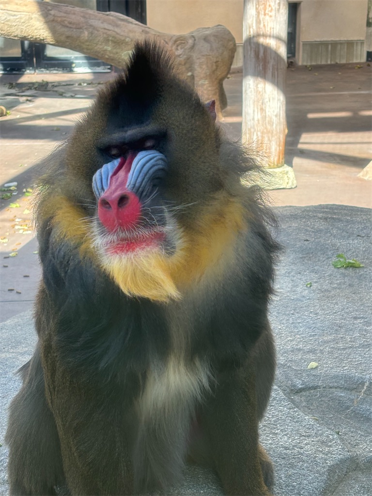 f:id:zebra_zebra:20241228221813j:image f:id:zebra_zebra:20241228221813j:image