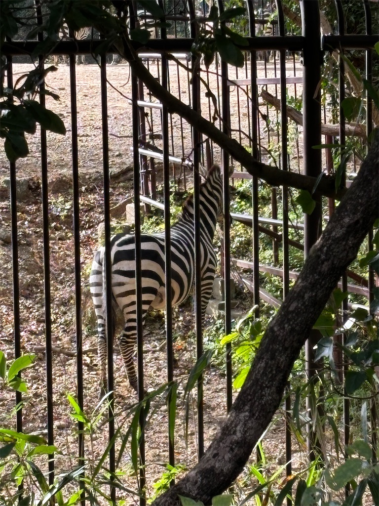 f:id:zebra_zebra:20241228221837j:image f:id:zebra_zebra:20241228221837j:image
