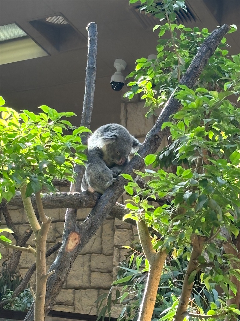f:id:zebra_zebra:20241228222538j:image f:id:zebra_zebra:20241228222538j:image