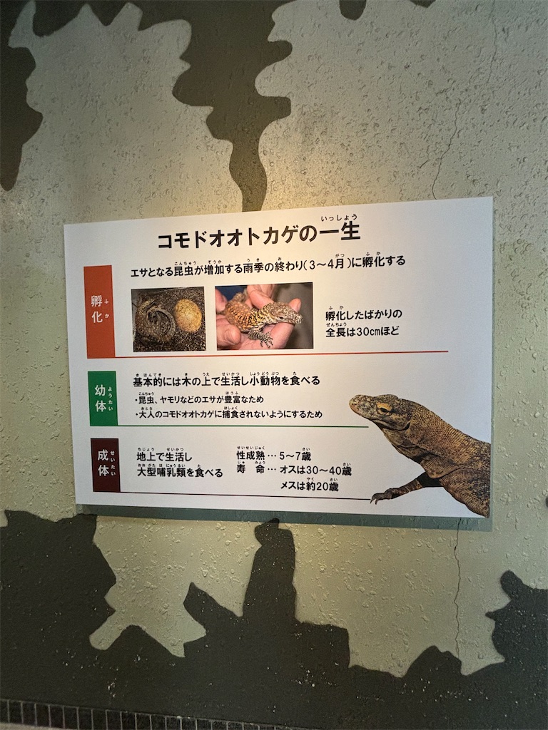 f:id:zebra_zebra:20241228222637j:image f:id:zebra_zebra:20241228222637j:image