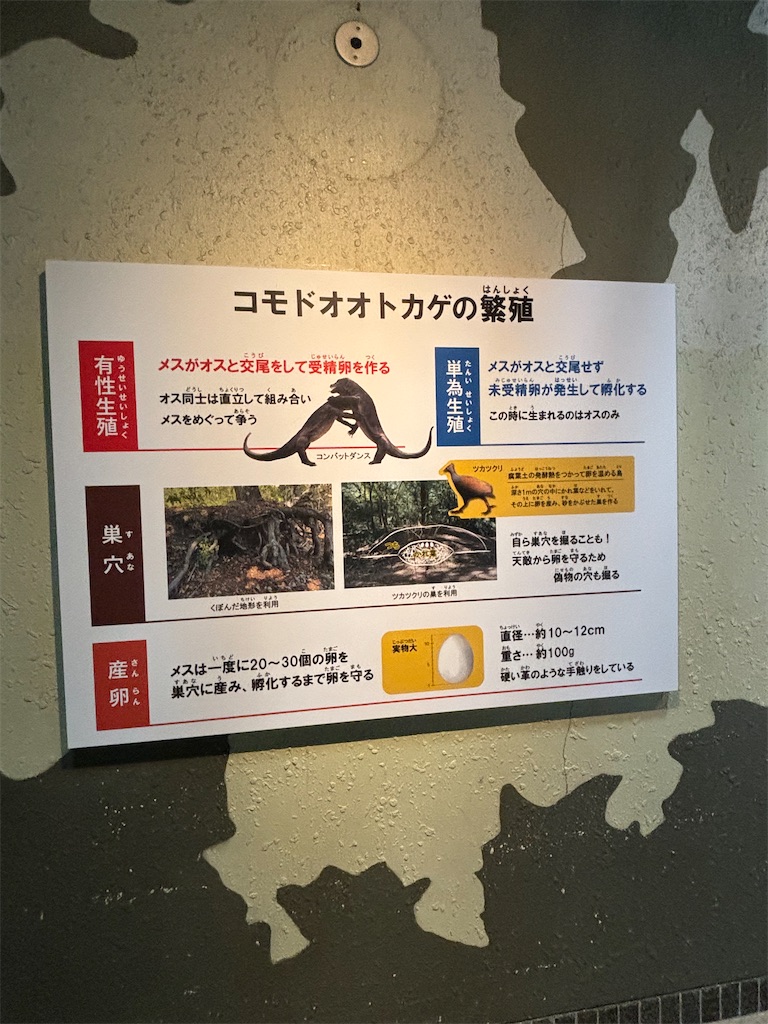 f:id:zebra_zebra:20241228222731j:image f:id:zebra_zebra:20241228222731j:image