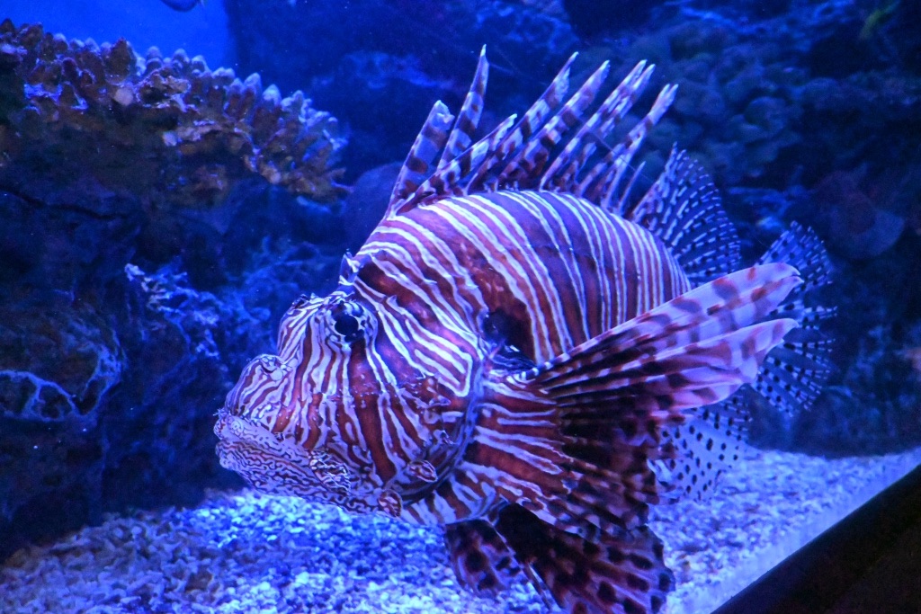 f:id:zebra_zebra:20250316223737j:image f:id:zebra_zebra:20250316223737j:image
