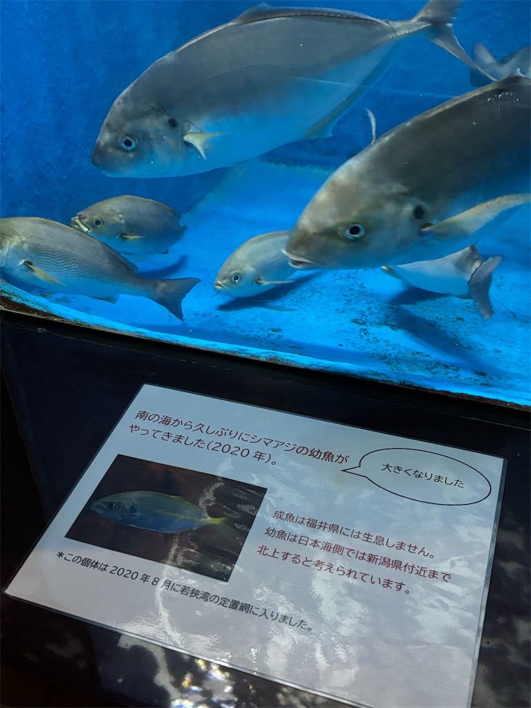 f:id:zebra_zebra:20250422220305j:image f:id:zebra_zebra:20250422220305j:image