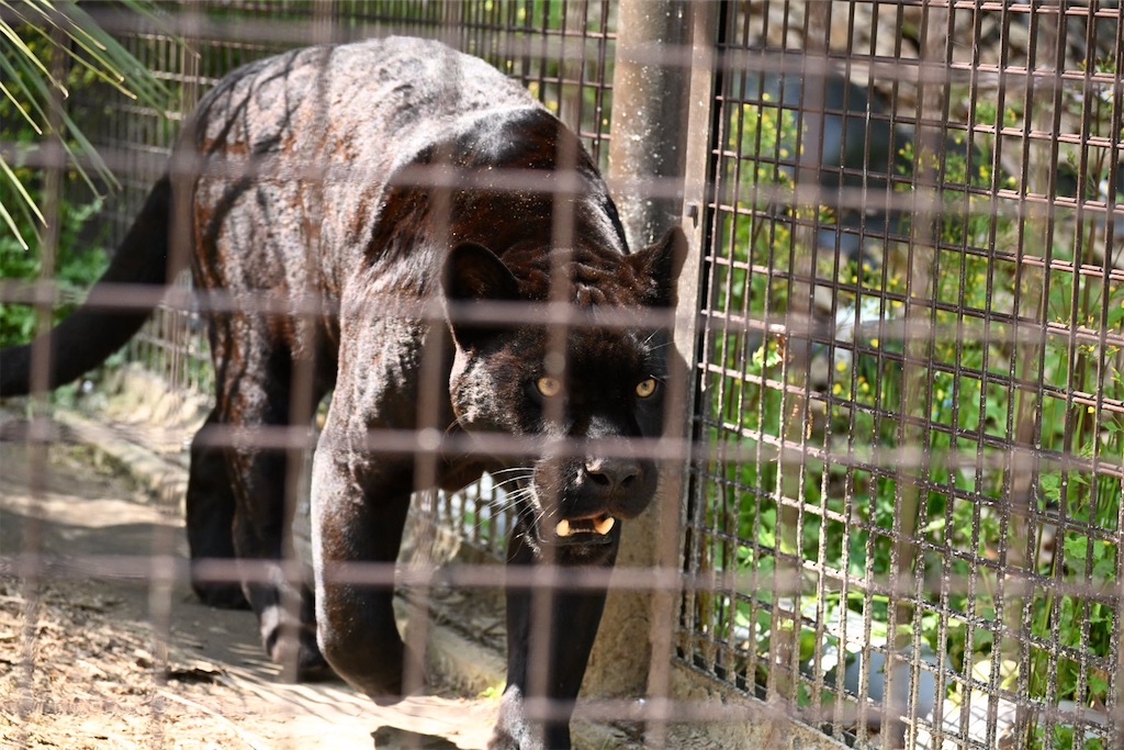 f:id:zebra_zebra:20250427205201j:image f:id:zebra_zebra:20250427205201j:image
