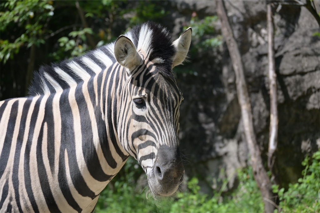 f:id:zebra_zebra:20250427205215j:image f:id:zebra_zebra:20250427205215j:image