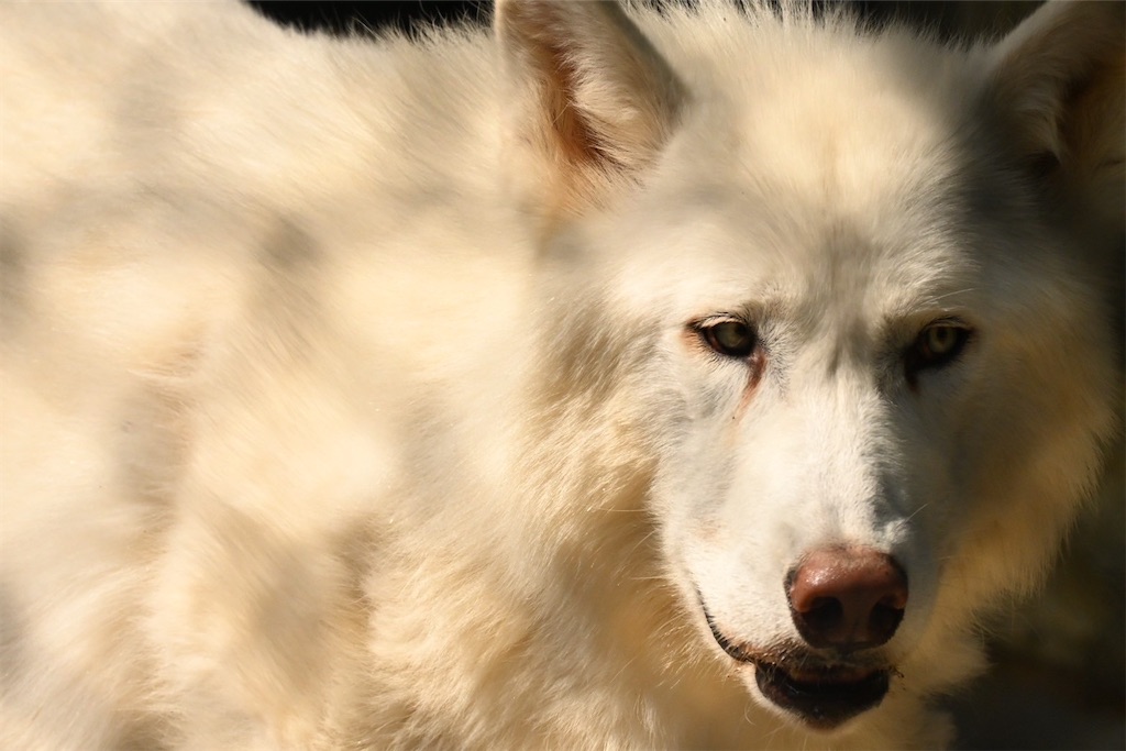 f:id:zebra_zebra:20250427205222j:image f:id:zebra_zebra:20250427205222j:image