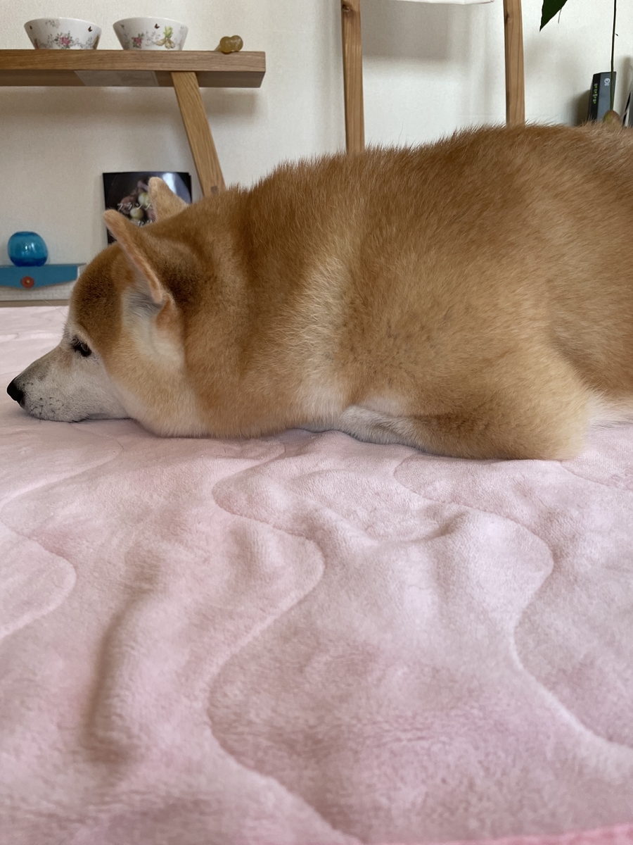うつ伏せの犬