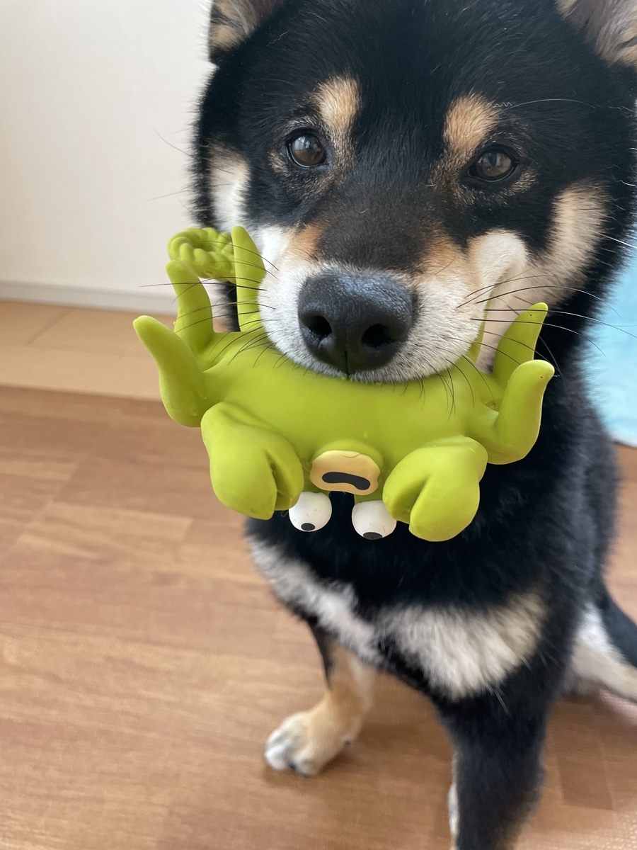 おもちゃを咥える犬