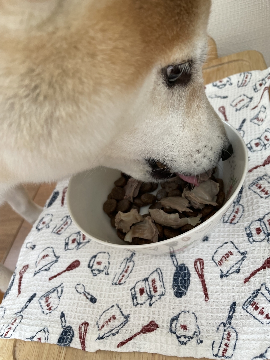 ご飯を食べる犬