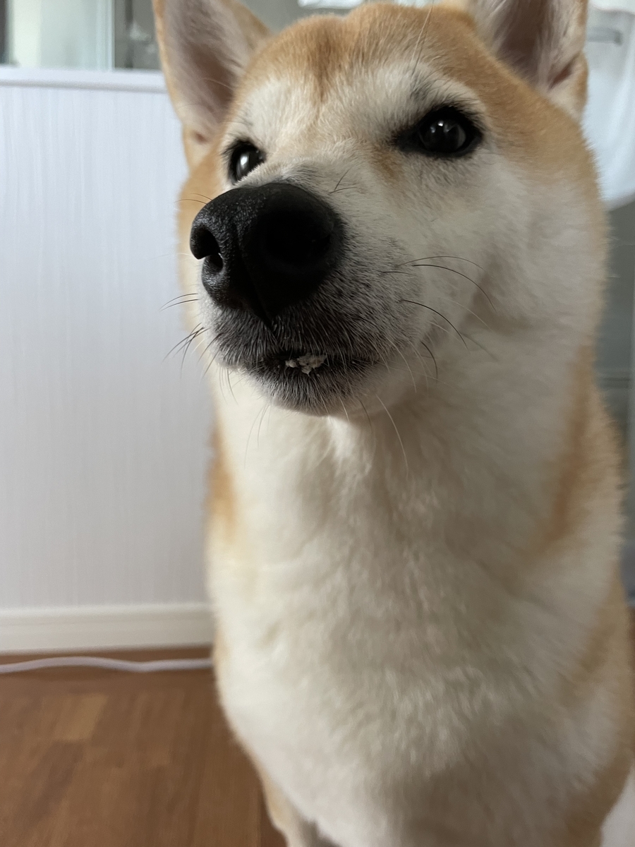 犬のUP