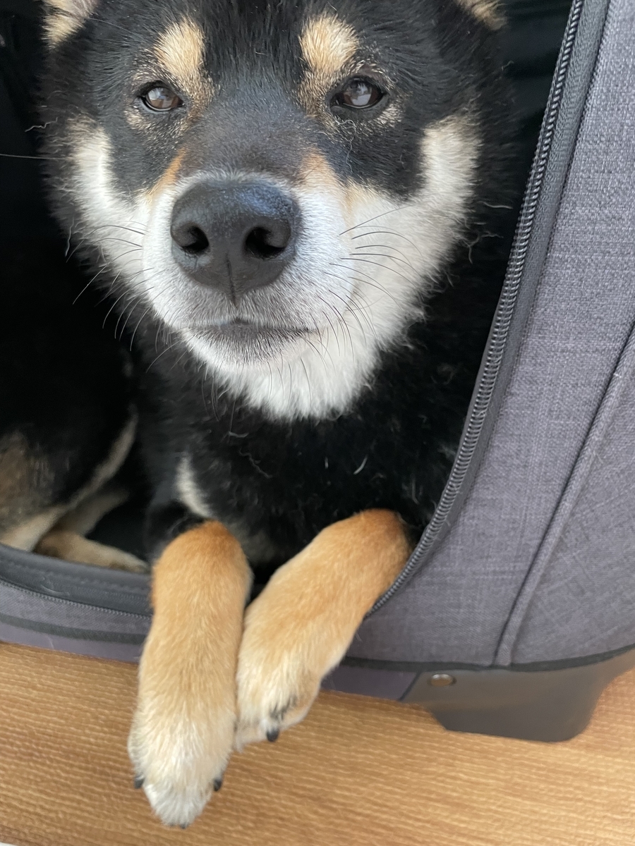 ハウスに入る犬