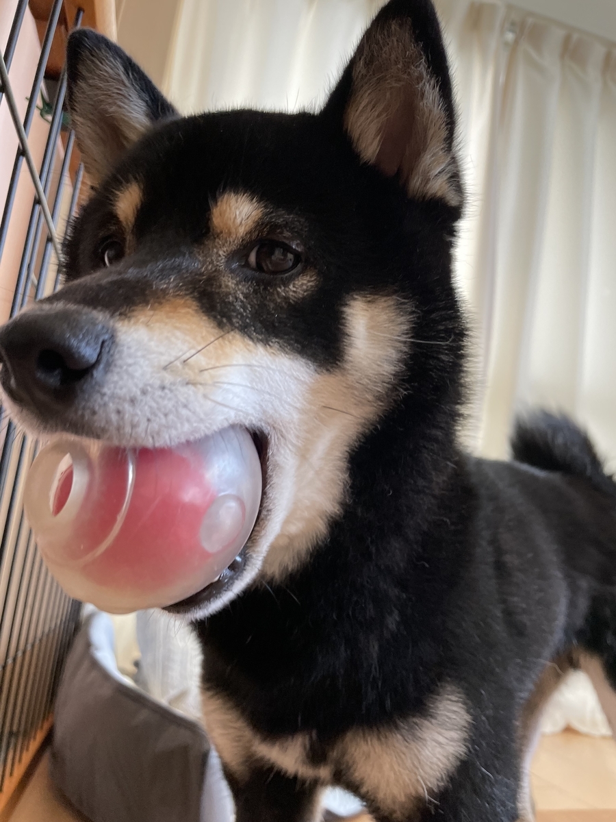 ボールを加える犬