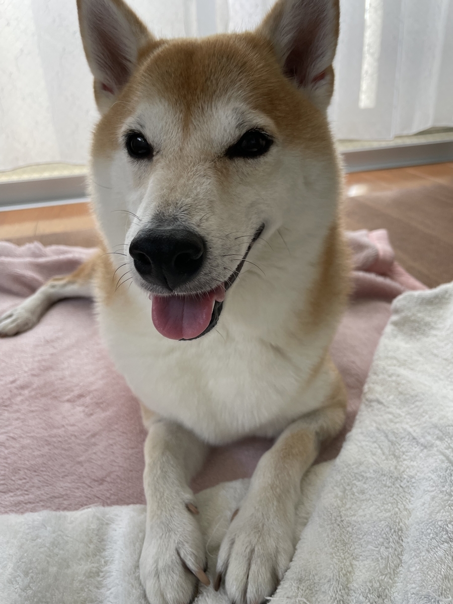 犬を飼うということ 柴犬ゼロと衣食住