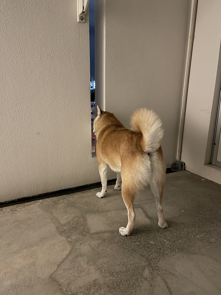 ベランダにいる犬
