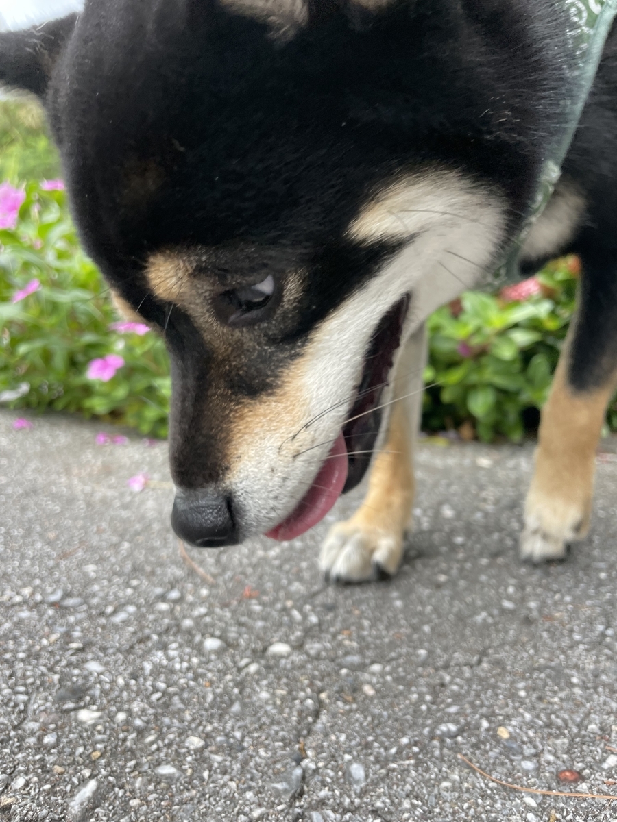 散歩する犬