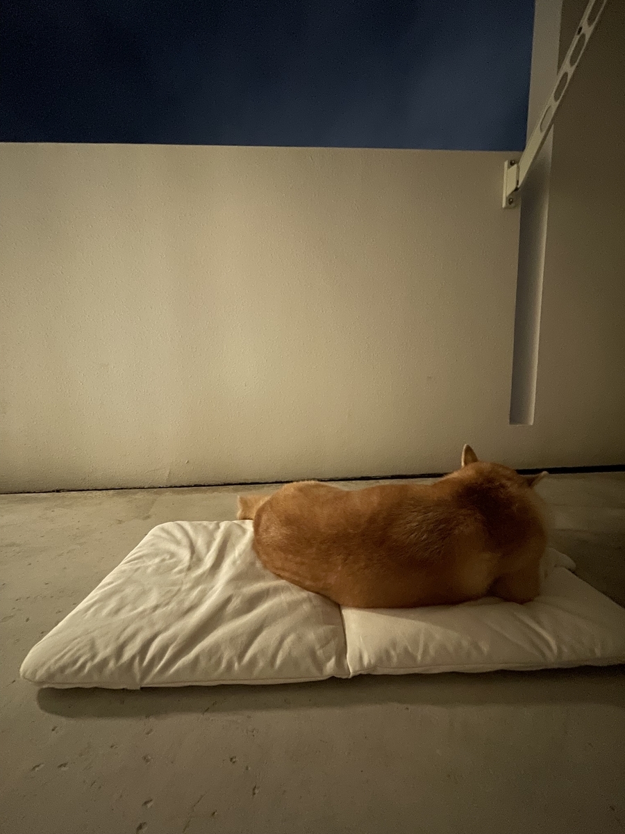 眠る犬
