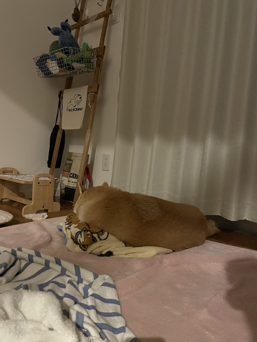 眠る犬