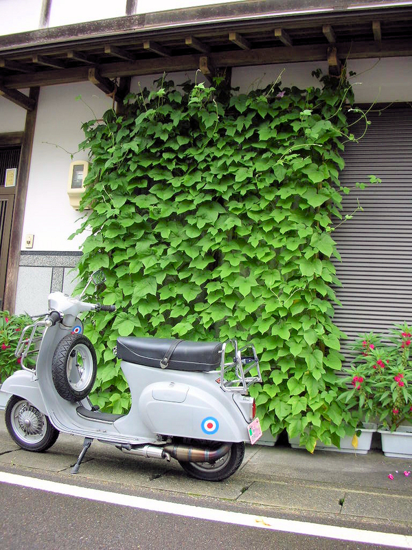【 朝顔 】 d 磁石 風車 桜 朝顔 カゼグルマ kaze guru ma 3個入り
