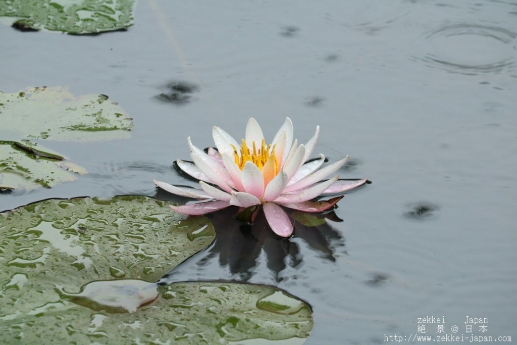 f:id:zekkei-japan:20180611073543j:plain f:id:zekkei-japan:20180611073543j:plain
