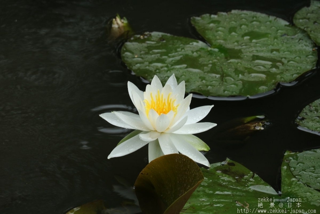 f:id:zekkei-japan:20180611073546j:plain f:id:zekkei-japan:20180611073546j:plain