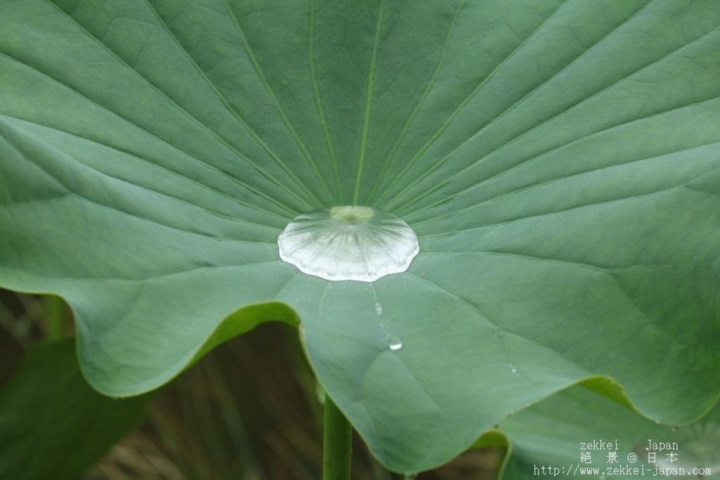 f:id:zekkei-japan:20180611094055j:plain f:id:zekkei-japan:20180611094055j:plain