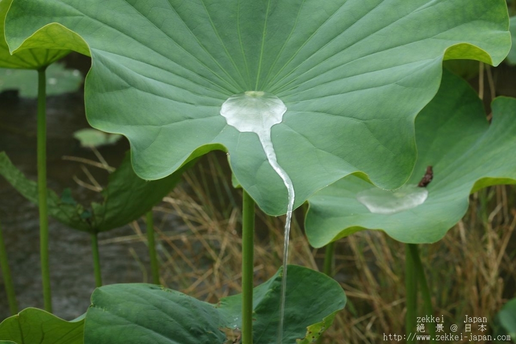 f:id:zekkei-japan:20180611094059j:plain f:id:zekkei-japan:20180611094059j:plain