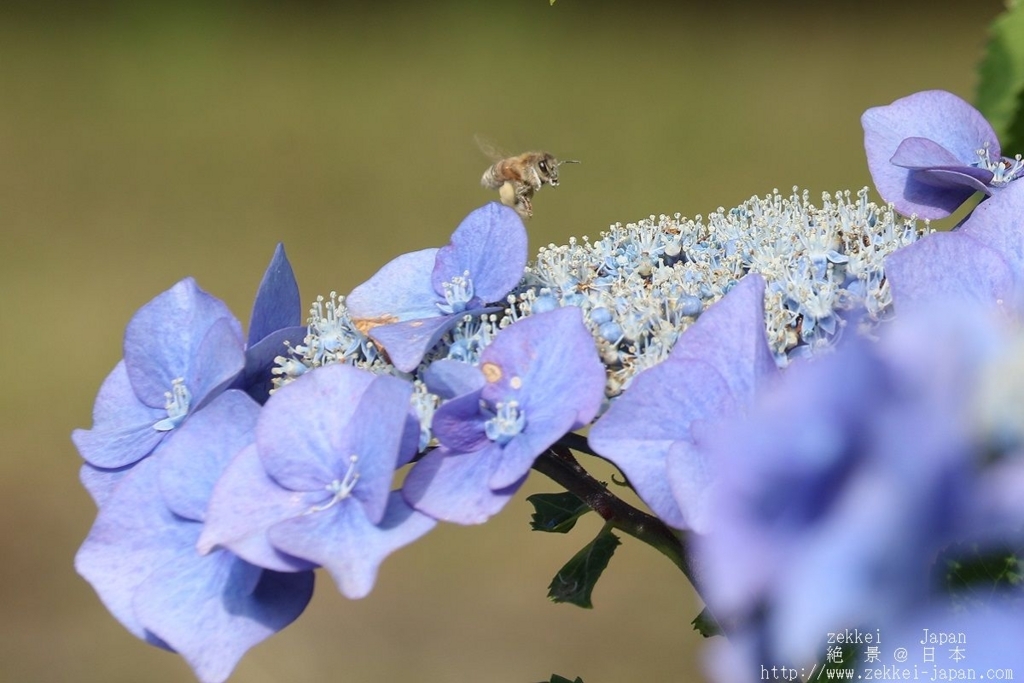 f:id:zekkei-japan:20180621233943j:plain f:id:zekkei-japan:20180621233943j:plain