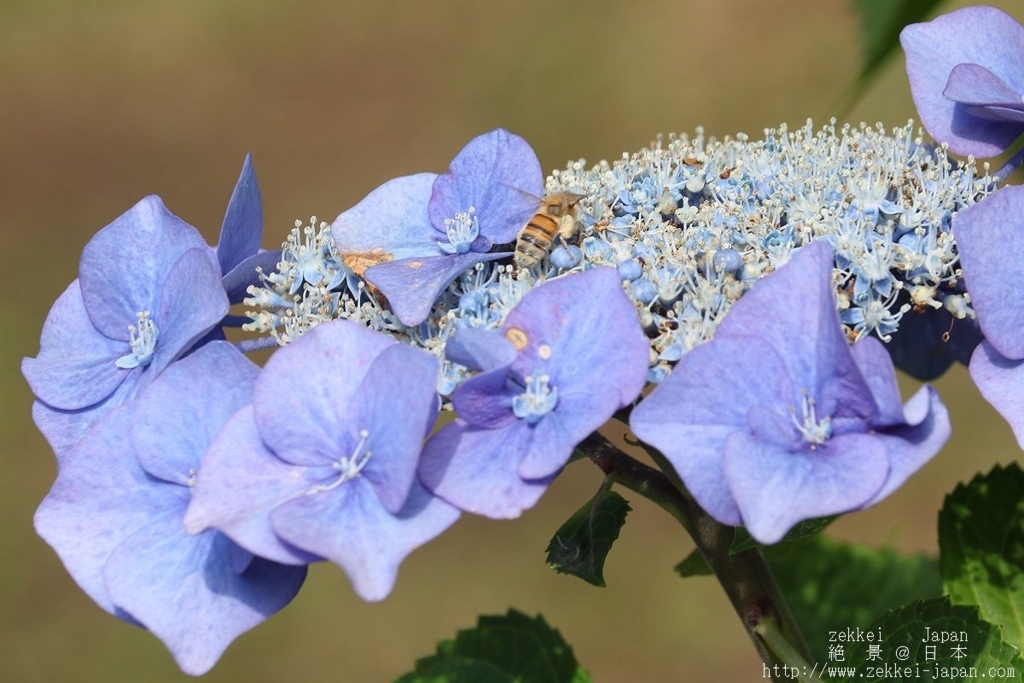 f:id:zekkei-japan:20180621233945j:plain f:id:zekkei-japan:20180621233945j:plain