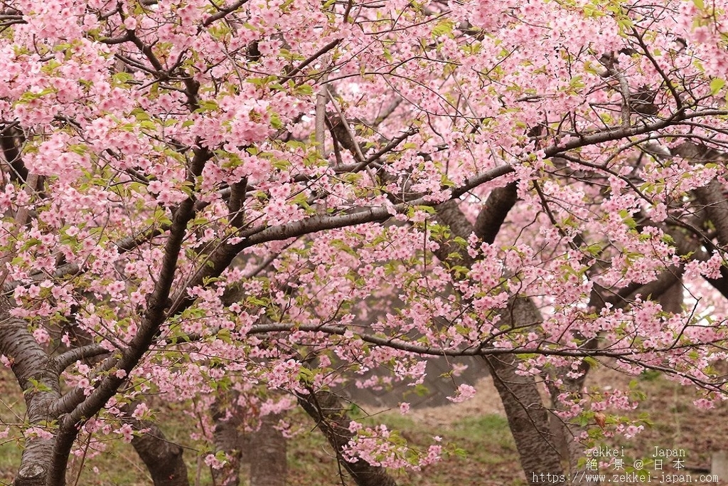 f:id:zekkei-japan:20190302211658j:plain f:id:zekkei-japan:20190302211658j:plain