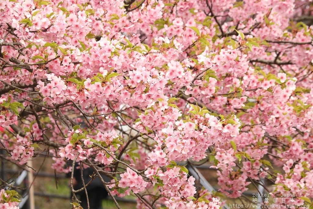 f:id:zekkei-japan:20190302211830j:plain f:id:zekkei-japan:20190302211830j:plain