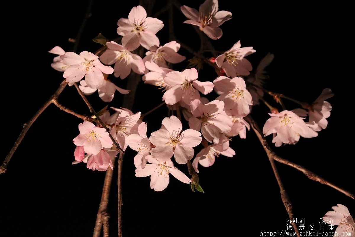 f:id:zekkei-japan:20190326223649j:plain f:id:zekkei-japan:20190326223649j:plain