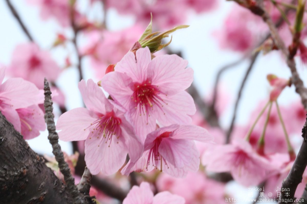 f:id:zekkei-japan:20190402223244j:plain f:id:zekkei-japan:20190402223244j:plain