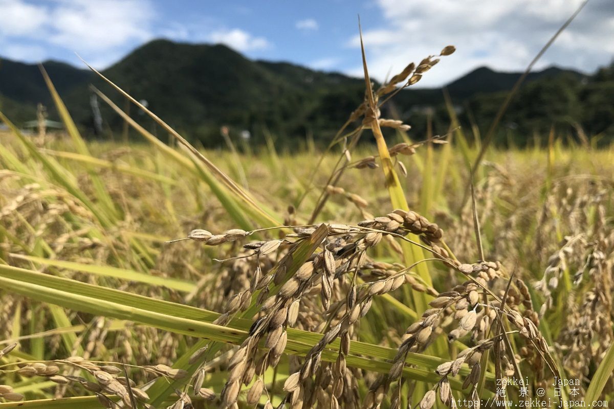 f:id:zekkei-japan:20191006211126j:plain f:id:zekkei-japan:20191006211126j:plain