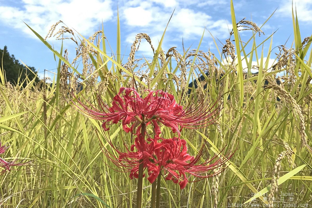 f:id:zekkei-japan:20191006211128j:plain f:id:zekkei-japan:20191006211128j:plain