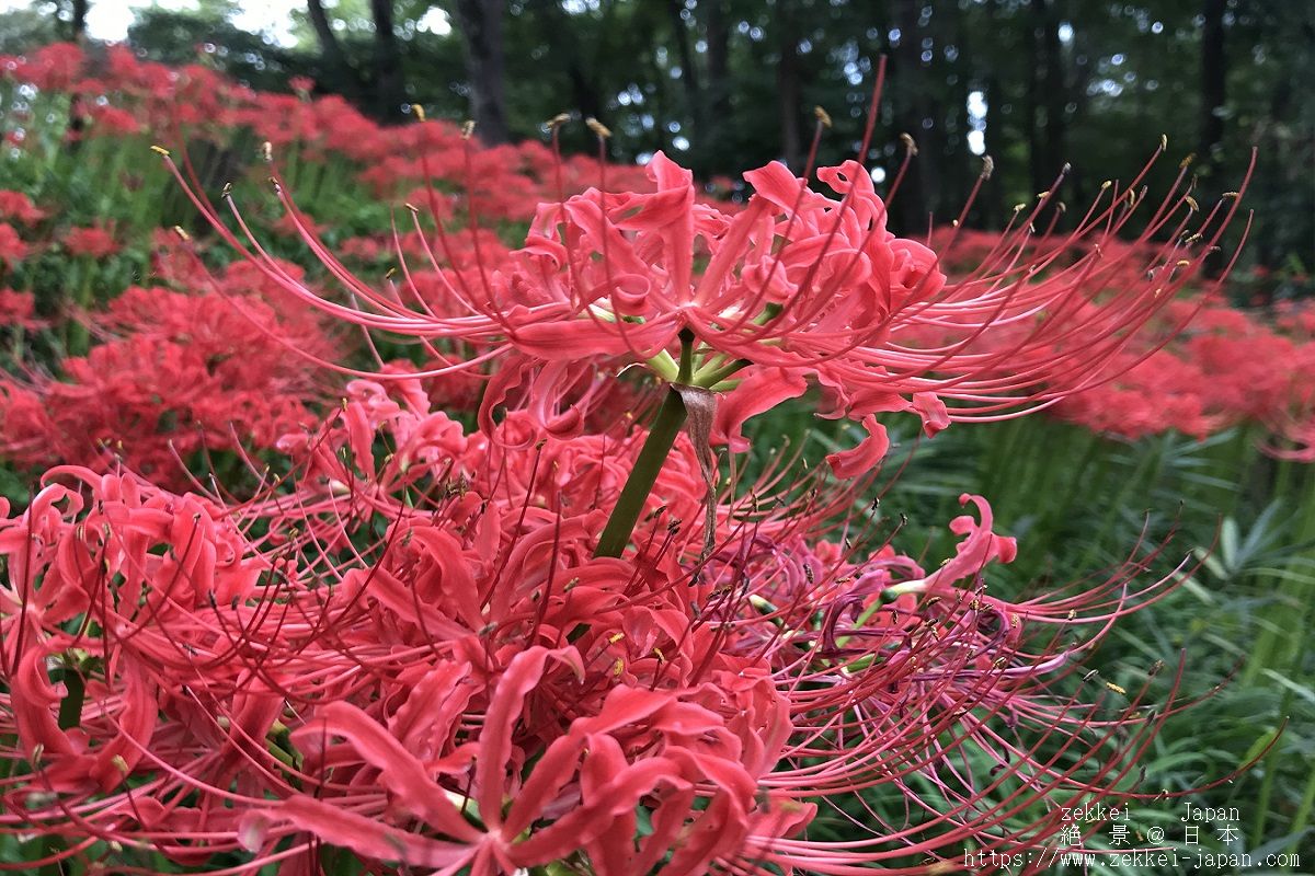 f:id:zekkei-japan:20191007104825j:plain f:id:zekkei-japan:20191007104825j:plain